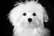 Photo of little white dog